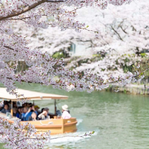 [旅遊資訊] 2025年日本櫻花花況預測(3/22更新)